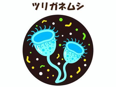 Illustration, agaric beetle, parasite, ciliate worm, 
