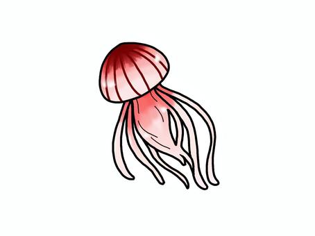 アカクラゲ クラゲ,生き物,海洋生物,アイコン,アカクラゲのイラスト素材