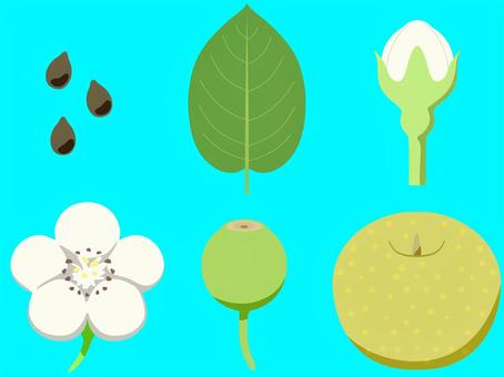 梨　枠無し 秋,植物,食べ物,梨,種,葉,蕾,花,実のイラスト素材