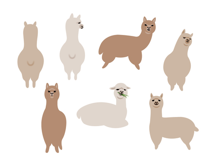 Illustration, alpaca, animal, fofo, 