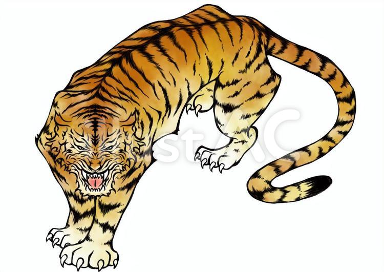 虎イラスト No 無料イラストなら イラストac