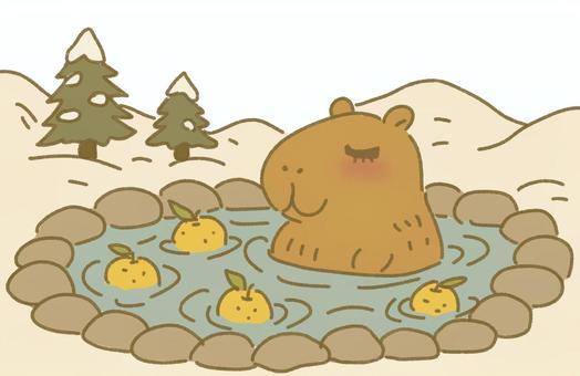 ゆず湯のカピバラ ゆず,果物,柑橘類,柚子湯,冬至,温泉,池,水,湯,水面のイラスト素材