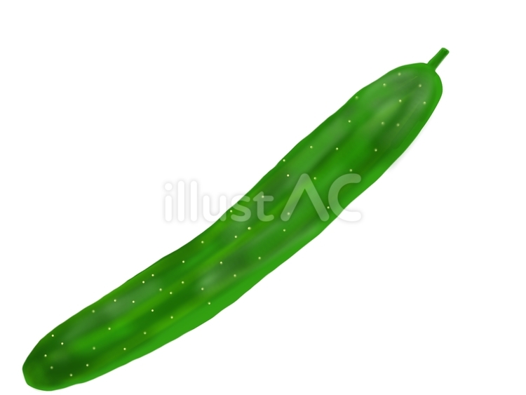 きゅうり  きゅうり,単体,夏野菜のイラスト素材