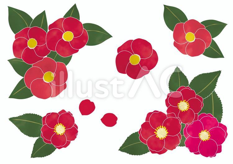 椿と山茶花　線はっきり 椿,山茶花,葉のイラスト素材