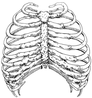 肋骨の手書きモノクロイラスト