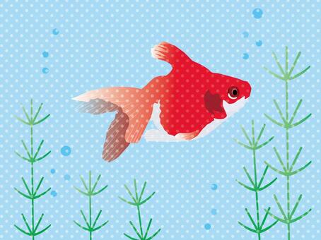 Polka-dotted water and goldfish, goldfish, goldfish, goldfish, JPG and PNG