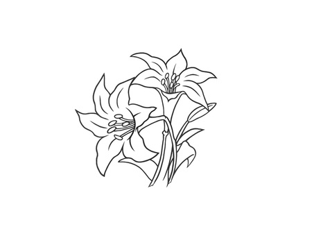 白くて綺麗な花の百合(ゆり) 百合,花弁,自然,はな,季節,手描き,淑やか,咲く,花,植物のイラスト素材