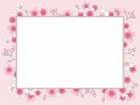 Square frame surrounded by cherry blossoms_pink background, , JPG, PNG and AI