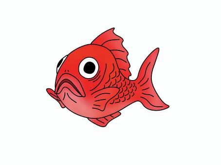 鯛魚 鯛魚