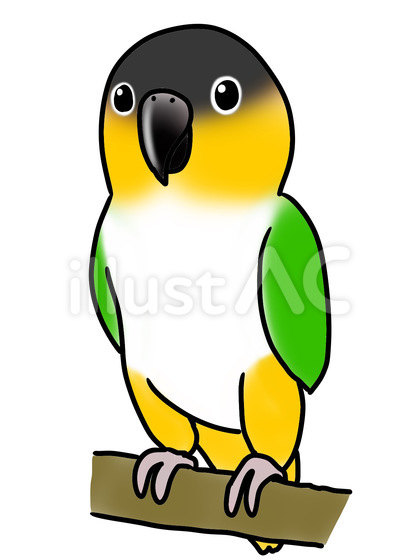 ズグロシロハラインコ