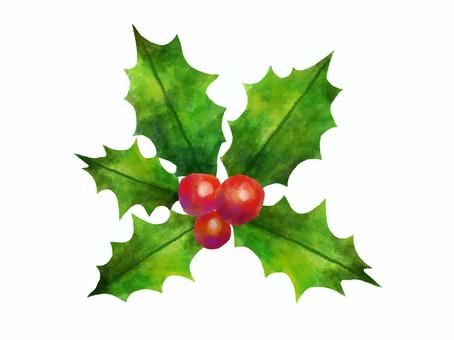 柊の葉と実水彩風イラスト　 柊,ひいらぎ,手描き,ヒイラギ,クリスマス,イラスト,カット,素材,装飾,飾りのイラスト素材