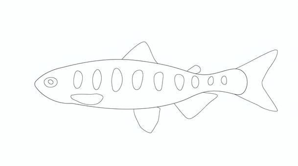 yamame2 ヤマメ,魚,線画,塗り絵,川,渓流,淡水魚,ベクターのイラスト素材