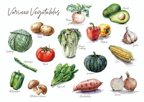 野菜いろいろ 野菜,ベジタブル,セット,キャベツ,アスパラ,ピーマン,椎茸,さつまいも,玉ねぎ,ほうれん草のイラスト素材