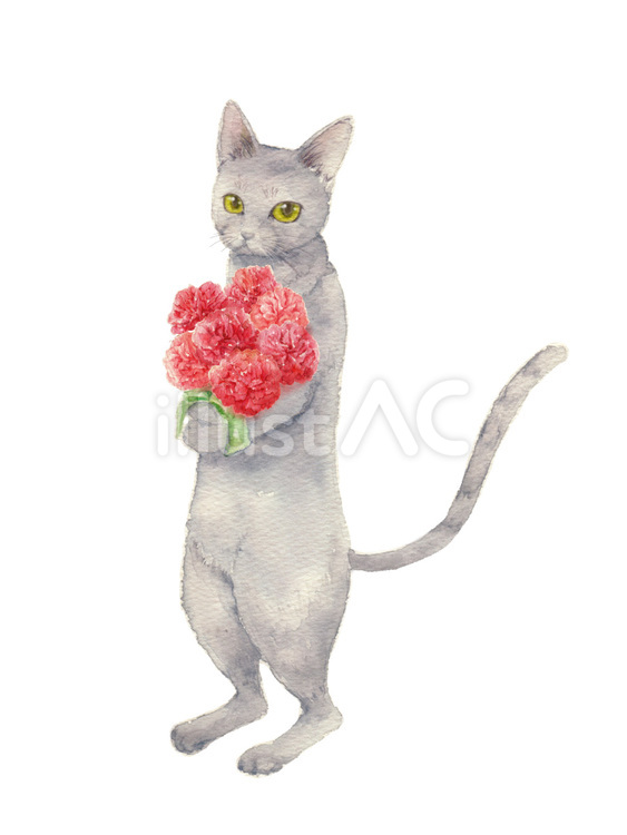 母の日 母の日,カーネーション,水彩画のイラスト素材