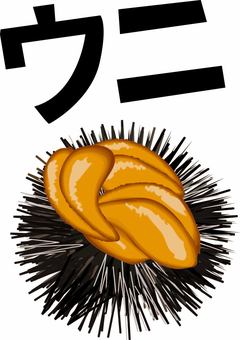 生ウニ　　 生ウニ,刺身,殻,トゲ,高級,新鮮,カタカナ,立体,リアルのイラスト素材