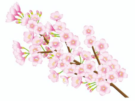 Cherry tree 1, cherry blossoms, spring, cherry-blossom viewing, JPG, PNG and AI