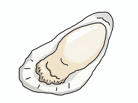 牡蠣 カキ,生ガキ,貝,殻,海の幸,鍋,食べ物,白,1個のイラスト素材