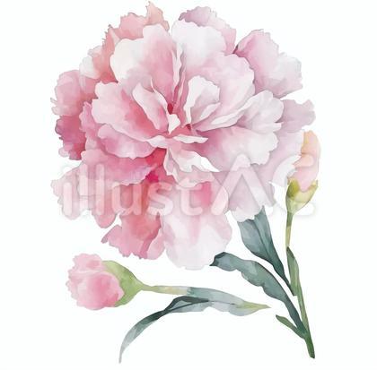 水彩タッチ 花 カーネーション ピンク