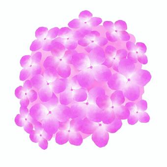 Hydrangea H, JPG and PNG Hydrangea H, , JPG and PNG