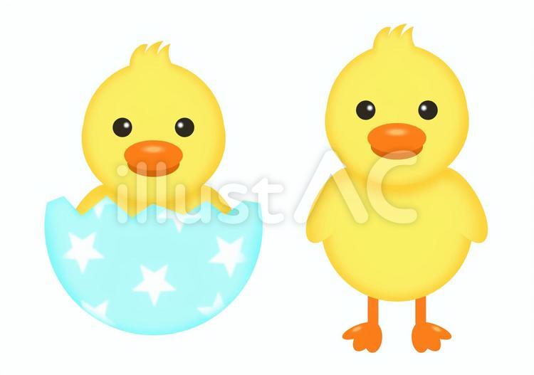 可愛らしいひよこ ひよこ,ひな,卵のイラスト素材
