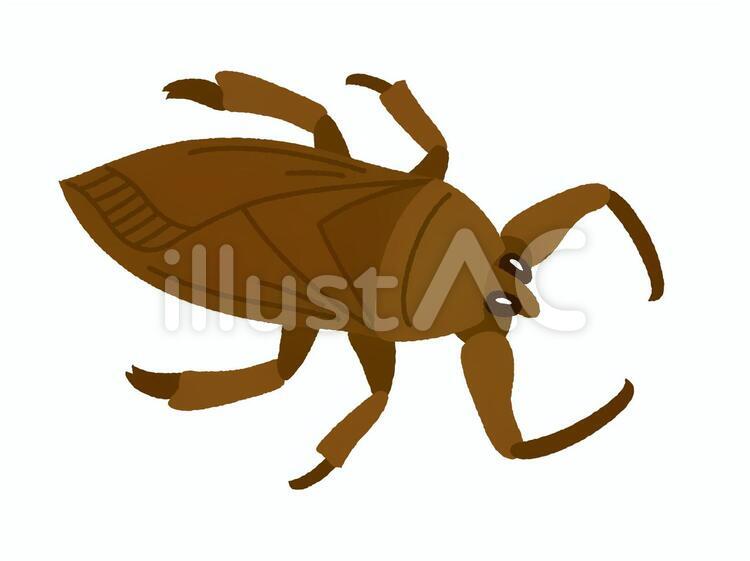 タガメ（線なし） タガメ,昆虫,虫のイラスト素材
