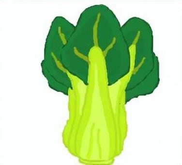 チンゲン菜 野菜,食,食材,食べ物,チンゲン菜のイラスト素材