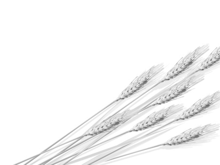 白黒の麦穂　影あり　mugi014