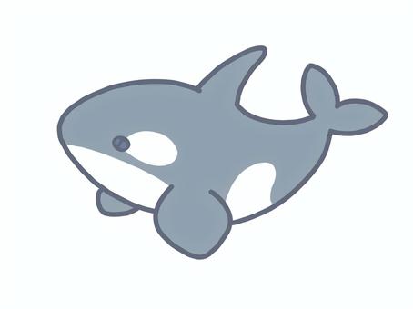 まんまるキュートなシャチさん シャチ,海,海洋生物,水族館,可愛い,ポップ,ゆるふわ,キュート,ファンシー,手描きのイラスト素材