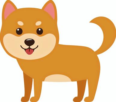 短足な柴犬 犬,柴犬,動物,保護犬,ペットのイラスト素材