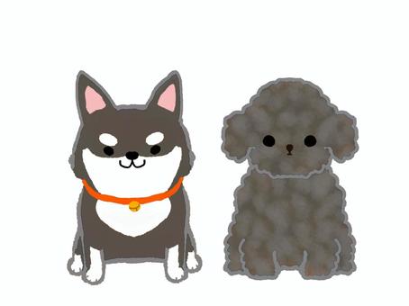 黒柴と黒いトイプー 生き物,動物,ペット,犬,子犬,小型犬,トイプードル,シバ犬,黒柴,かわいいのイラスト素材