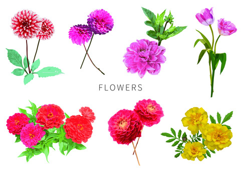 Various flowers, JPG and AI Various flowers, dahlia, marigold, peony root, JPG and AI