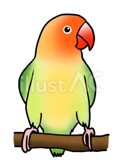 アカボタンインコ