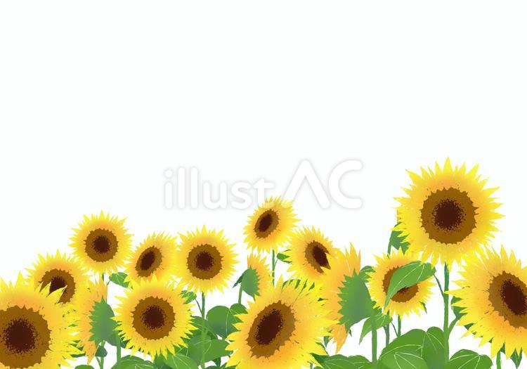 ひまわり畑の背景（背景透過） ひまわり,ヒマワリ,向日葵のイラスト素材
