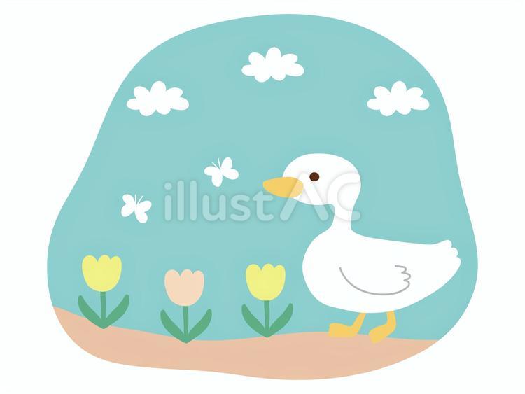 アヒルさん アヒル,チューリップ,挿絵のイラスト素材