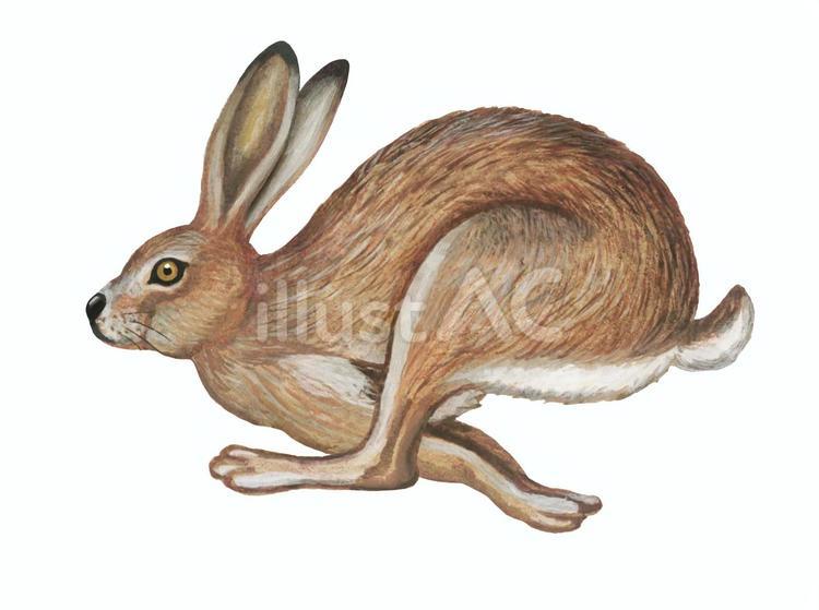 全力疾走するウサギ ウサギ,兎,うさぎのイラスト素材