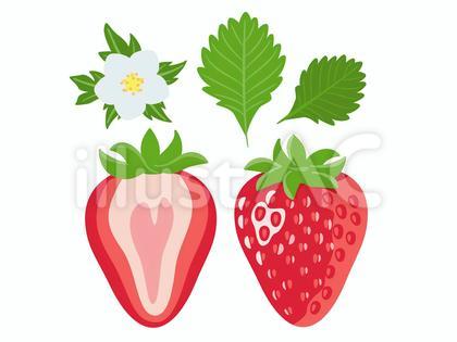苺のイラスト