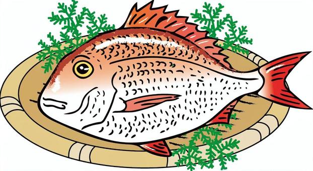 真鯛 真鯛,鯛,魚,食材,高級魚,食べ物,魚屋のイラスト素材