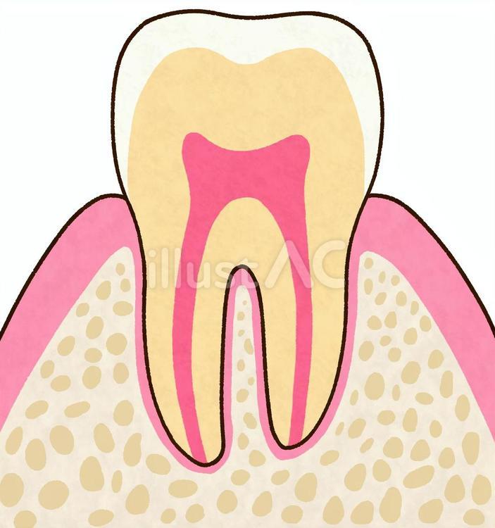 歯の断面① 歯,エナメル質,象牙質のイラスト素材