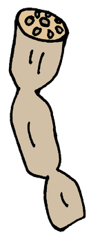 れんこん レンコン,秋,冬,野菜,根菜,食べ物,食材,断面,穴,和食のイラスト素材