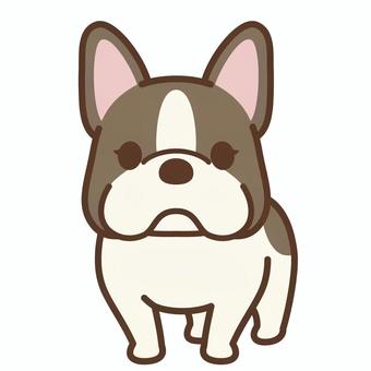 フレンチブルドッグ（パイド） 犬,フレンチブルドッグ,パイド,ペット,かわいい,中型犬,犬種,ワンポイント,ポップ,動物のイラスト素材