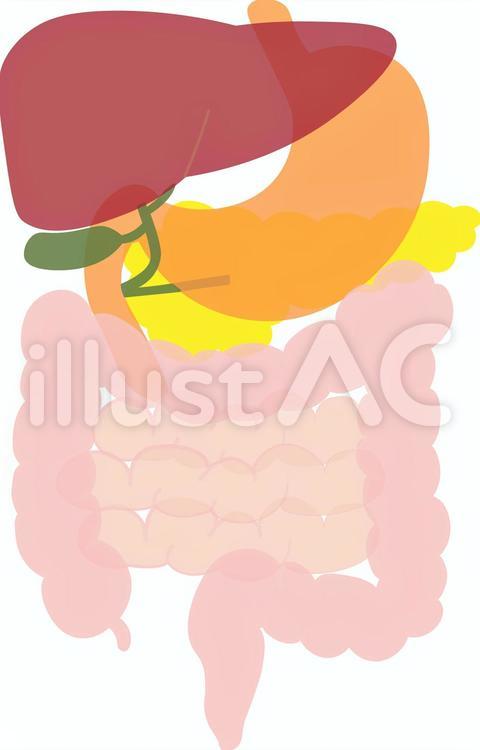 人体　消化器 人体,消化器,消化のイラスト素材