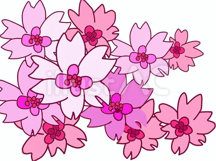 桜 桜の花びら,桜の木,綺麗のイラスト素材