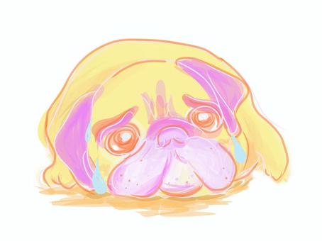 Pug Summer, JPG and PNG Pug Summer, pug, summer, dog, JPG and PNG