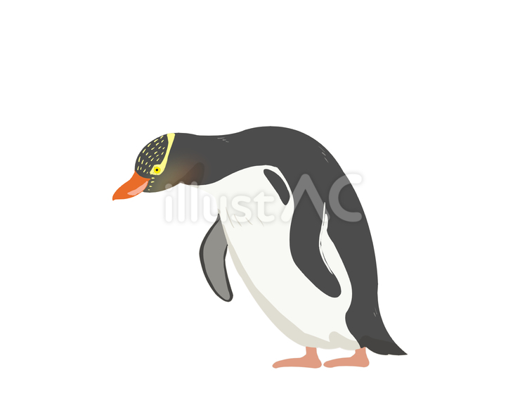 キンメペンギン（かがむ・主線なし） キンメペンギン,キガシラペンギン,グランドペンギンのイラスト素材