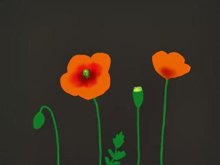 插圖, 長角芥菜, 罌粟, 野草, 