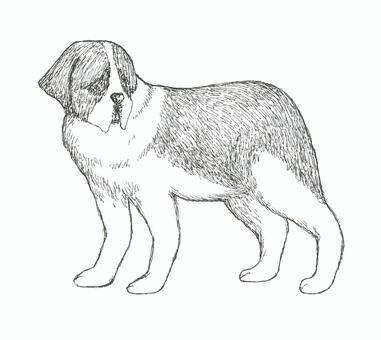 セントバーナードの手描きイラスト セントバーナード,ペット,犬,生き物,手描き,リアル,モノクロ,挿絵,白バック,線画のイラスト素材
