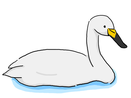 Whooper swan swimming, Whooper swan swimming, swan, waterfowl, duck family,