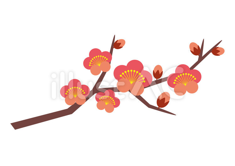 梅の枝 梅,花,梅の花のイラスト素材