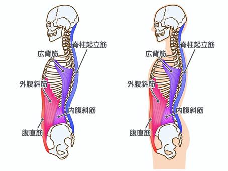 体幹筋群と骨格：横から：筋名あり 体幹筋,腹直筋,腹筋,外腹斜筋,内腹斜筋,広背筋,脊柱起立筋,多裂筋,筋,筋肉のイラスト素材