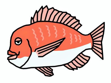 マダイ マダイ,魚,食用,スズキ目,脊椎動物,海水魚,鯛,高級食材,イラストのイラスト素材